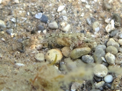 Millerigobius macrocephalus