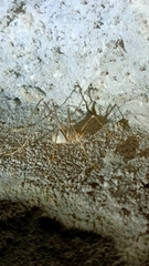 Dolichopoda azami