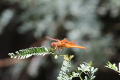 Libellula saturata