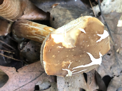 Xanthoconium affine maculosus