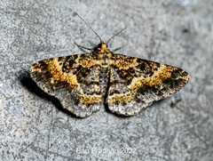 Harutaea flavizona