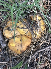 Suillus occidentalis