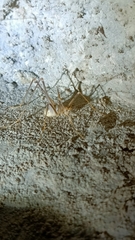 Dolichopoda azami