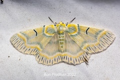 Iotaphora iridicolor