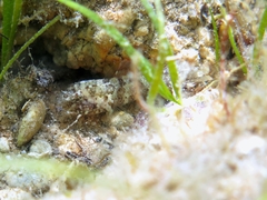 Millerigobius macrocephalus