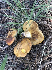 Suillus occidentalis