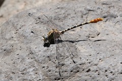 Erpetogomphus compositus