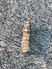 Ortholepis pasadamia