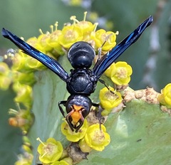 Synagris analis