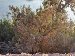Tamarix usneoides