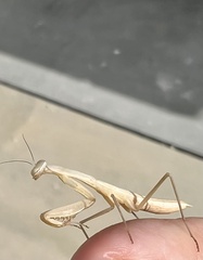 Mantis religiosa
