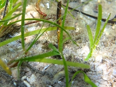 Millerigobius macrocephalus