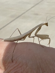 Mantis religiosa