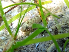 Millerigobius macrocephalus