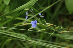 Veronica chamaedrys