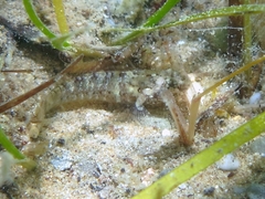 Millerigobius macrocephalus