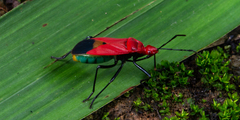 Dindymus sanguineus