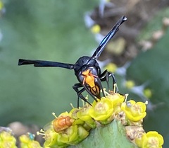Synagris analis