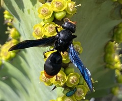 Synagris analis