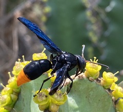 Synagris analis