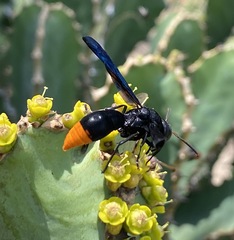 Synagris analis