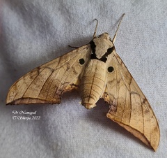 Ambulyx substrigilis