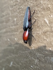 Parallelostethus attenuatus