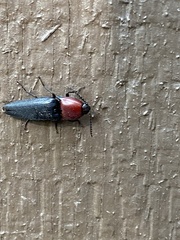 Parallelostethus attenuatus