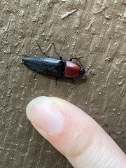Parallelostethus attenuatus