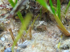 Millerigobius macrocephalus