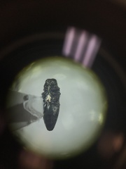 Taphrocerus schaefferi