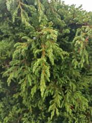 Juniperus brevifolia