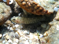 Millerigobius macrocephalus