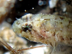 Millerigobius macrocephalus