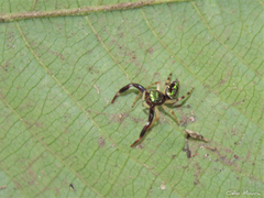 Lurio conspicuus