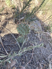 Opuntia cymochila