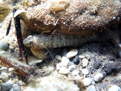 Millerigobius macrocephalus