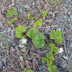 Rubus lasiococcus