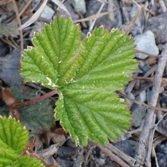 Rubus lasiococcus