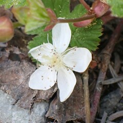 Rubus lasiococcus