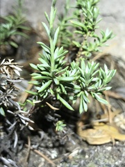 Penstemon discolor