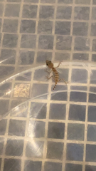 Hemidactylus turcicus