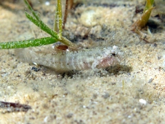 Millerigobius macrocephalus