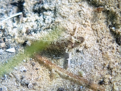 Millerigobius macrocephalus
