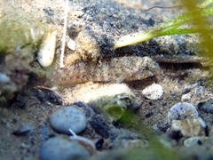 Millerigobius macrocephalus
