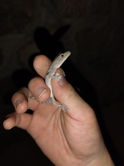 Gekko swinhonis