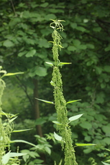 Urtica dioica