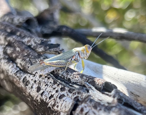 Red-lined Grasshopper photo 5