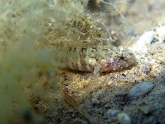 Millerigobius macrocephalus