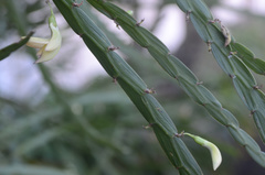 Carmichaelia williamsii